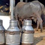 Peshawar: discovered 50 percent of the milk adulterated