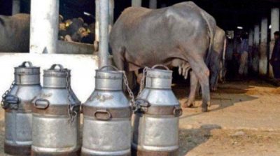 Peshawar: discovered 50 percent of the milk adulterated