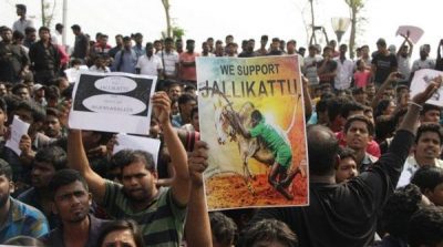 Tamil Nadu: demonstration against the ban on traditional game Jalikattu
