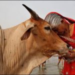 Cow became useful for the Environment in India