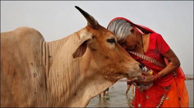 Cow became useful for the Environment in India