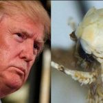 Another namesake of Donald Trump on the line