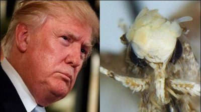 Another namesake of Donald Trump on the line