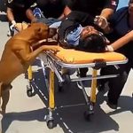 Peru: Faithful dog rushed to hospital with the injured owner