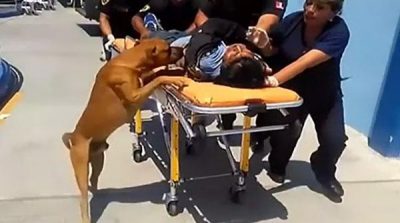Peru: Faithful dog rushed to hospital with the injured owner