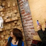 'Cat Cafe for those who love cats