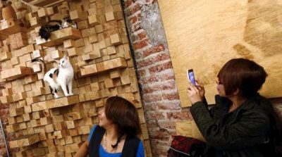'Cat Cafe for those who love cats