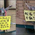 China: Rice stole caught by eating rat