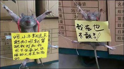 China: Rice stole caught by eating rat