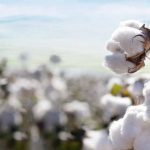 The increase in cotton prices 200 per Maan
