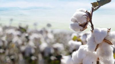 The increase in cotton prices 200 per Maan