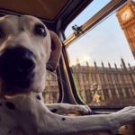 London: For a walk to dogs Free bus was run