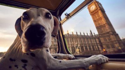 London: For a walk to dogs Free bus was run