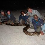 Florida: Indian snake charmers services to deal with the invasion of dragons