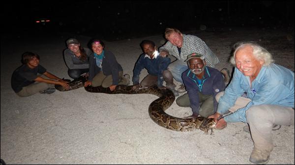 Florida: Indian snake charmers services to deal with the invasion of dragons