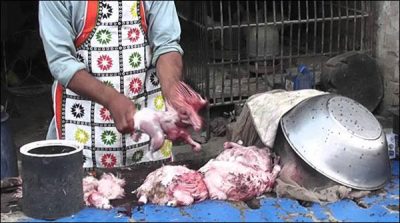 Crack down of the Punjab Food Authority, 3120 poor chicken destroyed