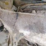 More than one million donkey furs export abroad