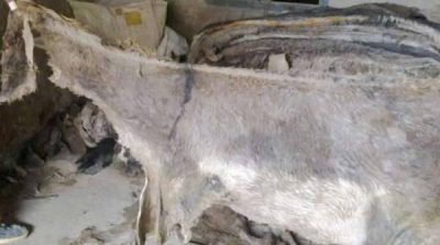 More than one million donkey furs export abroad