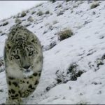 Gilgit Baltistan: put lives at risk to save the snow leopards