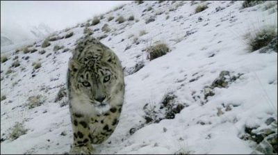 Gilgit Baltistan: put lives at risk to save the snow leopards