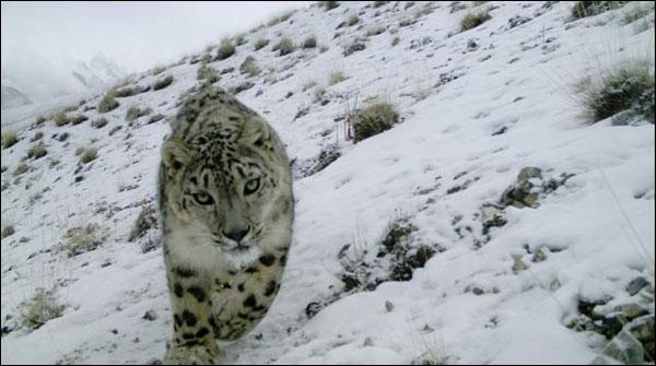 Gilgit Baltistan: put lives at risk to save the snow leopards