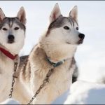Annual race of the dogs in the Czech Republic