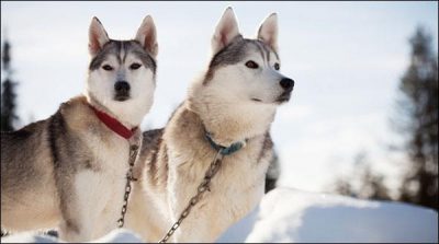 Annual race of the dogs in the Czech Republic