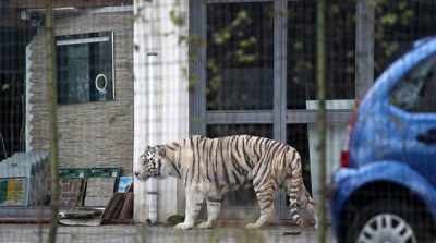 Italy: The terror spread of fleeing the Circus Tiger