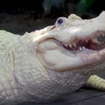 The white crocodile in theme park
