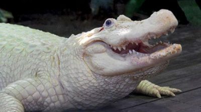 The white crocodile in theme park