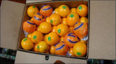 Canoe exporters face competition from Turkey