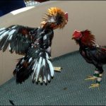 Thailand: a prize of $ 70 thousand in the fighting cock