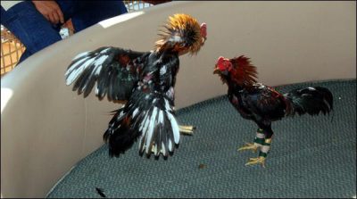 Thailand: a prize of $ 70 thousand in the fighting cock