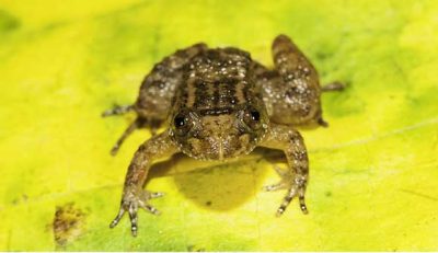 SEVEN, SHORTEST, FORMS, OF, FROG, DISCOVERED, IN, INDIA, DEHLI, UNIVERSITY