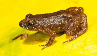 SEVEN, SHORTEST, FORMS, OF, FROG, DISCOVERED, IN, INDIA, DEHLI, UNIVERSITY
