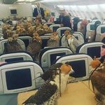 Viral on the Internet, Saudi prince air travel with 80 eagles