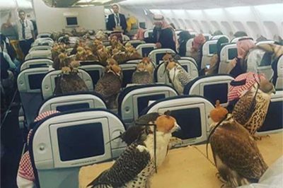 Viral on the Internet, Saudi prince air travel with 80 eagles