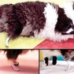 In Bulgaria prefabricated foot for disabled cats