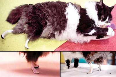 In Bulgaria prefabricated foot for disabled cats