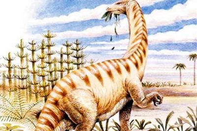 8 million year old dinosaur discovered protein