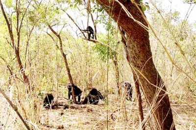 Horrible murder at the hands of monkeys, take off body seasonings