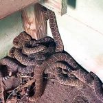 Dera of 23 dangerous snakes in US resident home