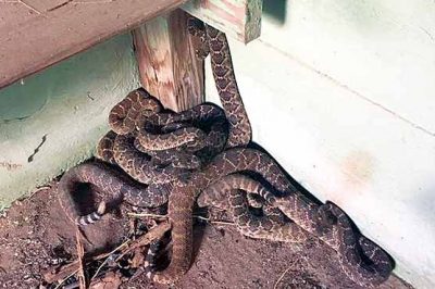 Dera of 23 dangerous snakes in US resident home