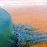 Blue jellyfish attack on the coast of Australia