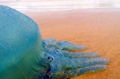 Blue jellyfish attack on the coast of Australia