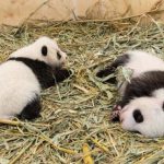 Vienna: baby panda born at the zoo in Austria were held for 6 months