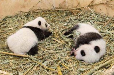 Vienna: baby panda born at the zoo in Austria were held for 6 months