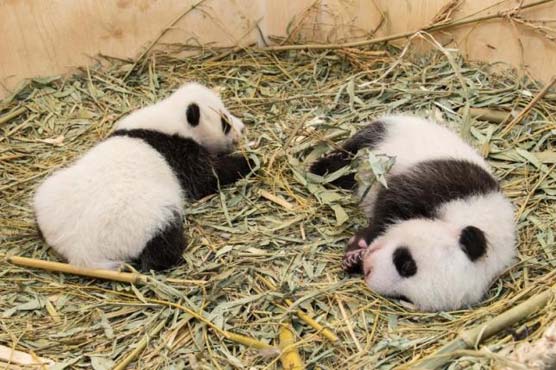 Vienna: baby panda born at the zoo in Austria were held for 6 months