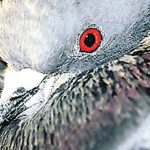 Pigeon "Jan Baz Khan" fled back to Pakistan, India on alert