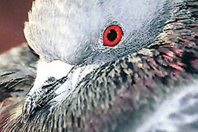 Pigeon "Jan Baz Khan" fled back to Pakistan, India on alert